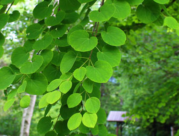 img46.jpg